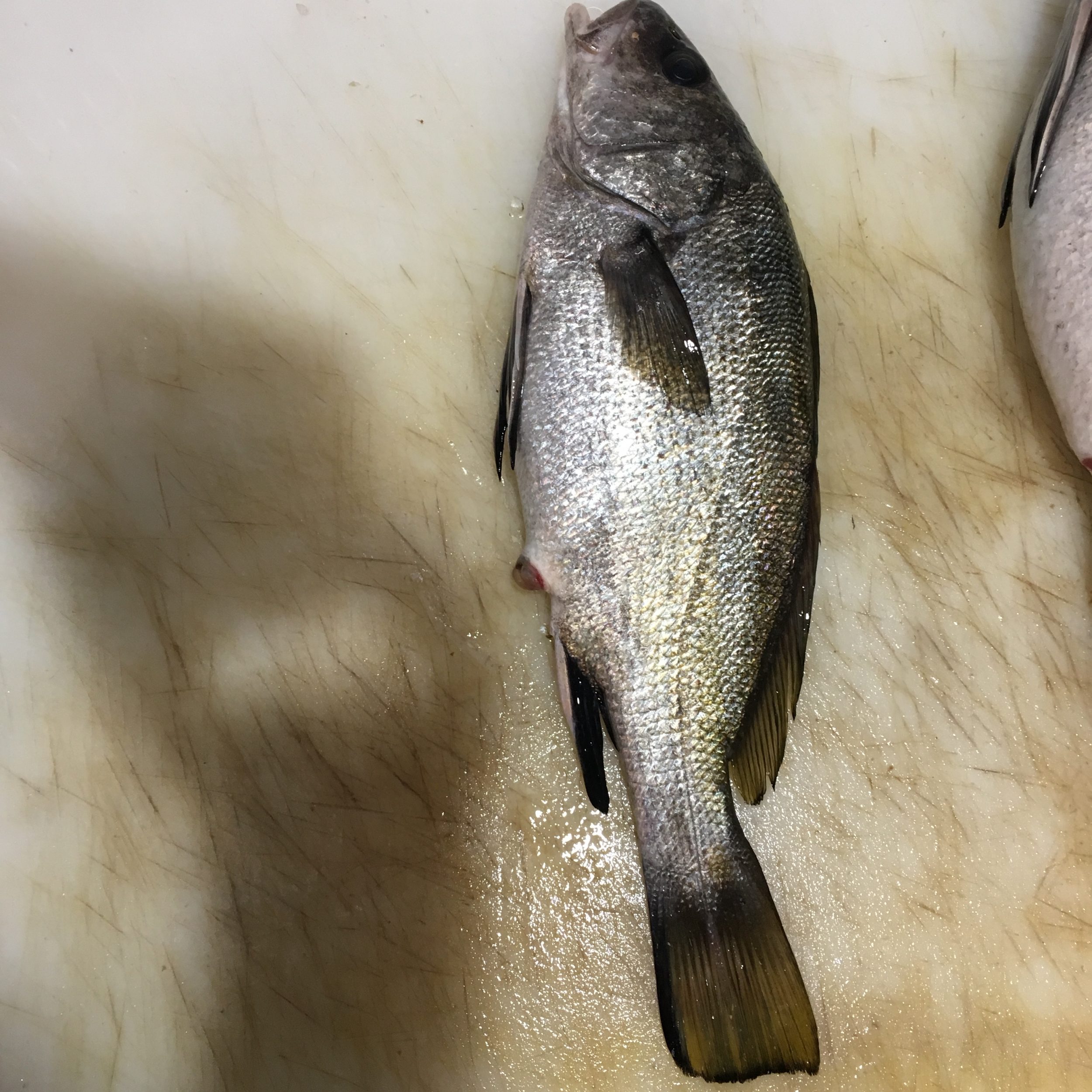 EŞKİNA BALIĞI FAYDALARI VE ÖZELLİĞİ