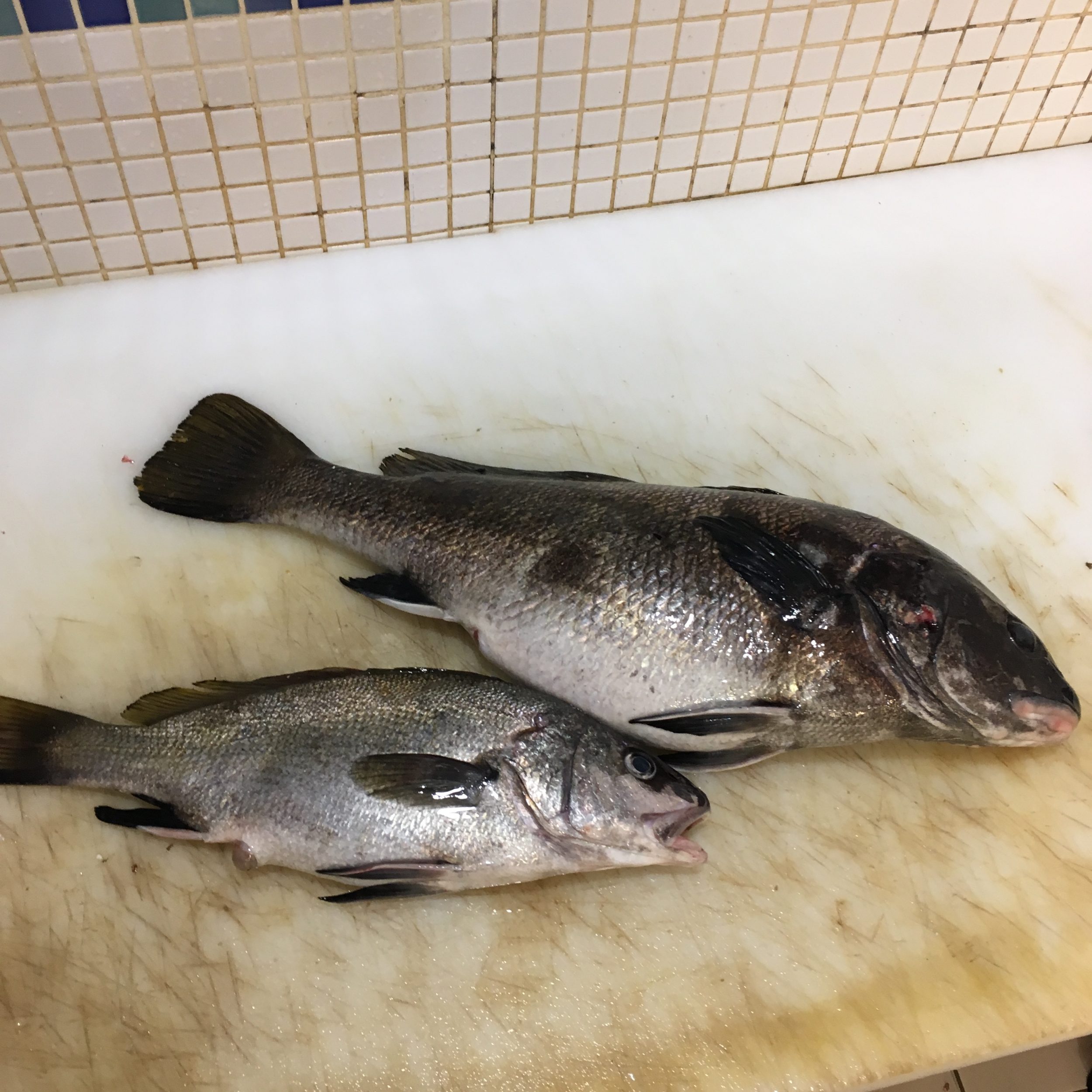  EŞKİNA BALIĞI FAYDALARI