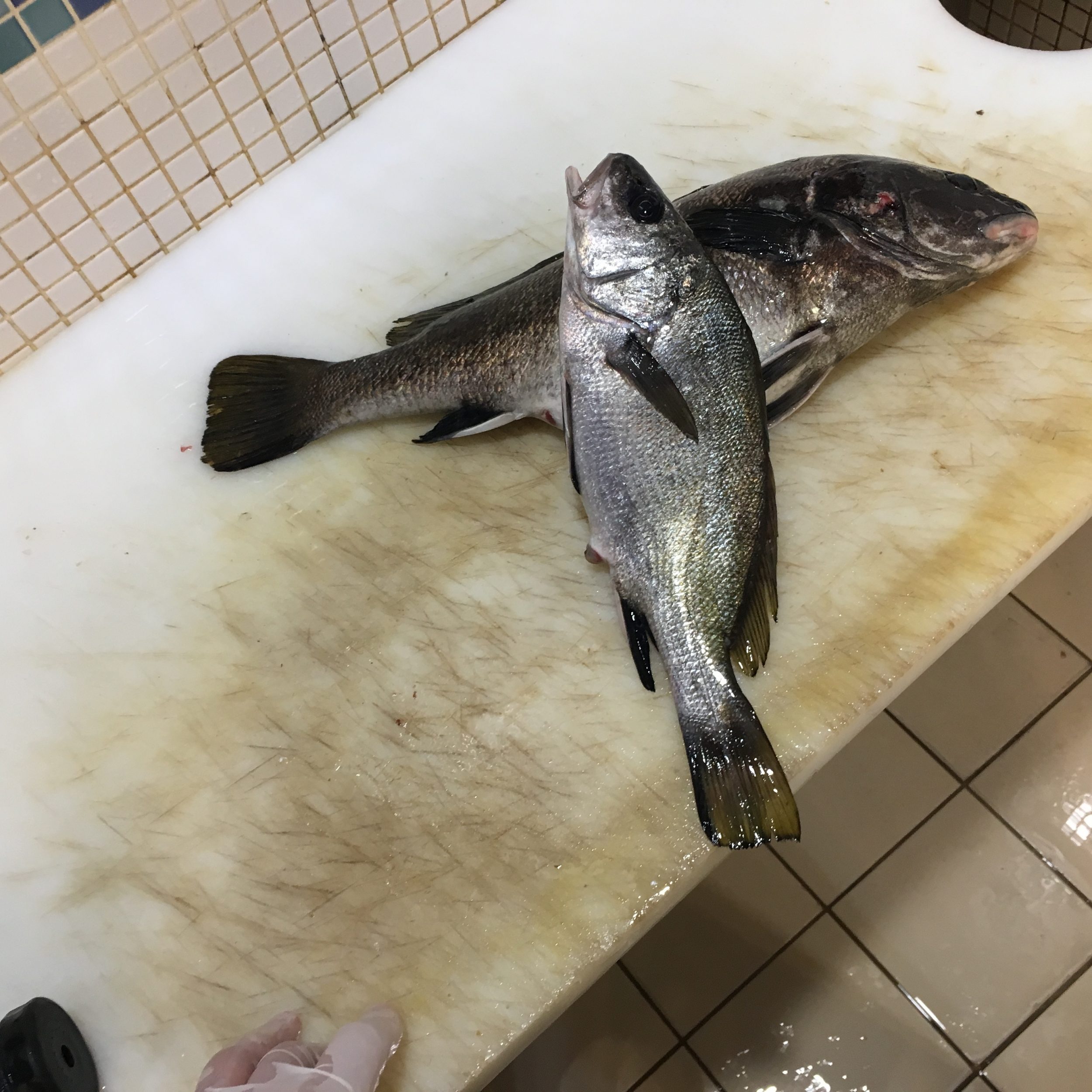 EŞKİNA BALIĞI FAYDALARI VE ÖZELLİĞİ