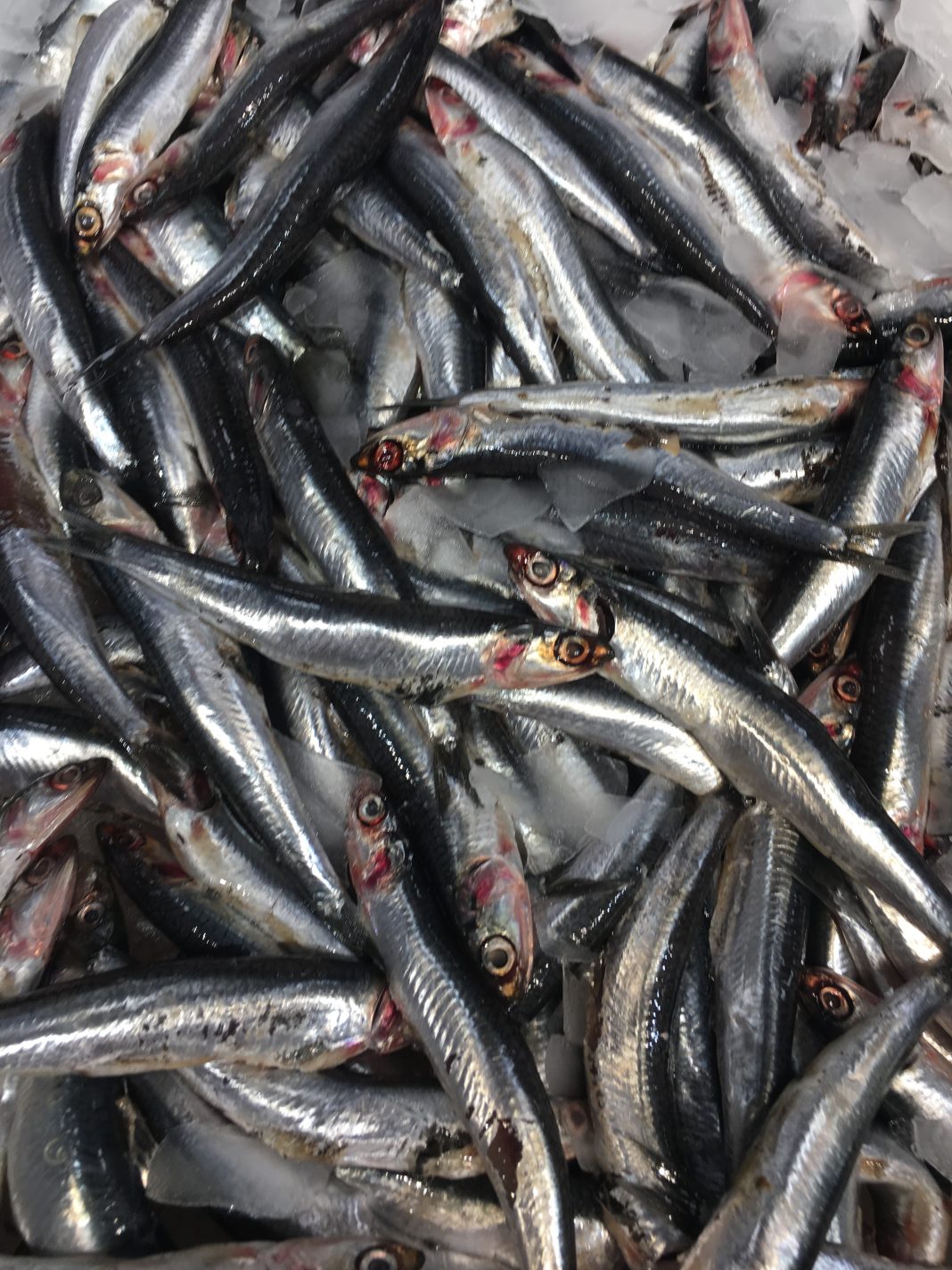 Hamsi Balığının Faydaları Ve Özellikleri