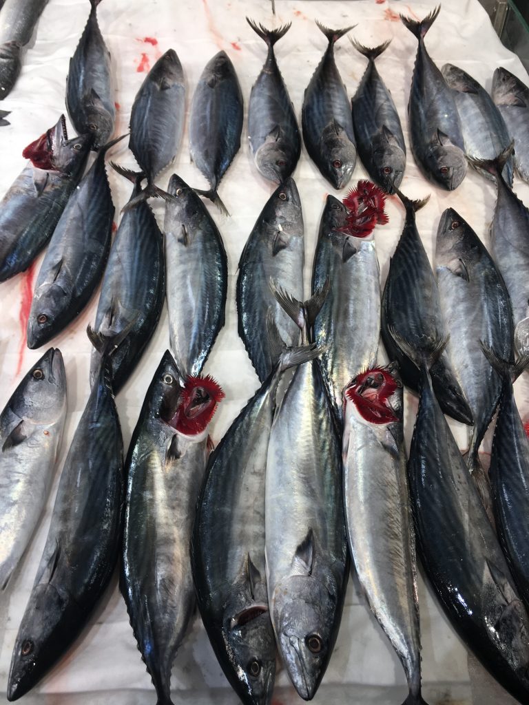 Palamut Balığı Özelliği Ve Faydaları