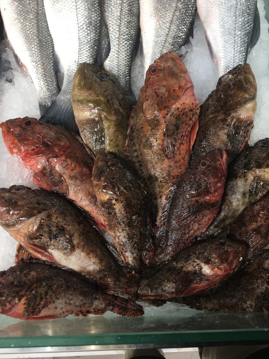 İskorpit Balığı Faydası Ve Özelliği