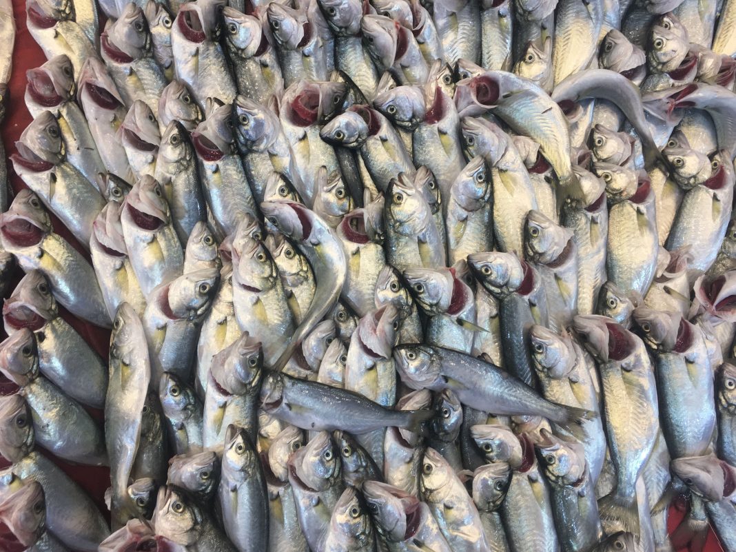 SARIKANAT BALIĞI FAYDALARI VE ÖZELLİĞİ