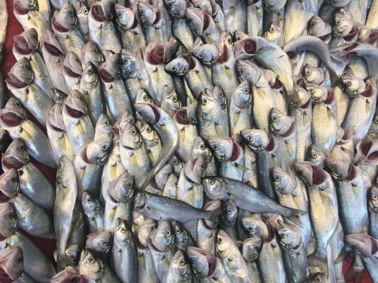 SARIKANAT BALIĞI FAYDALARI VE ÖZELLİĞİ