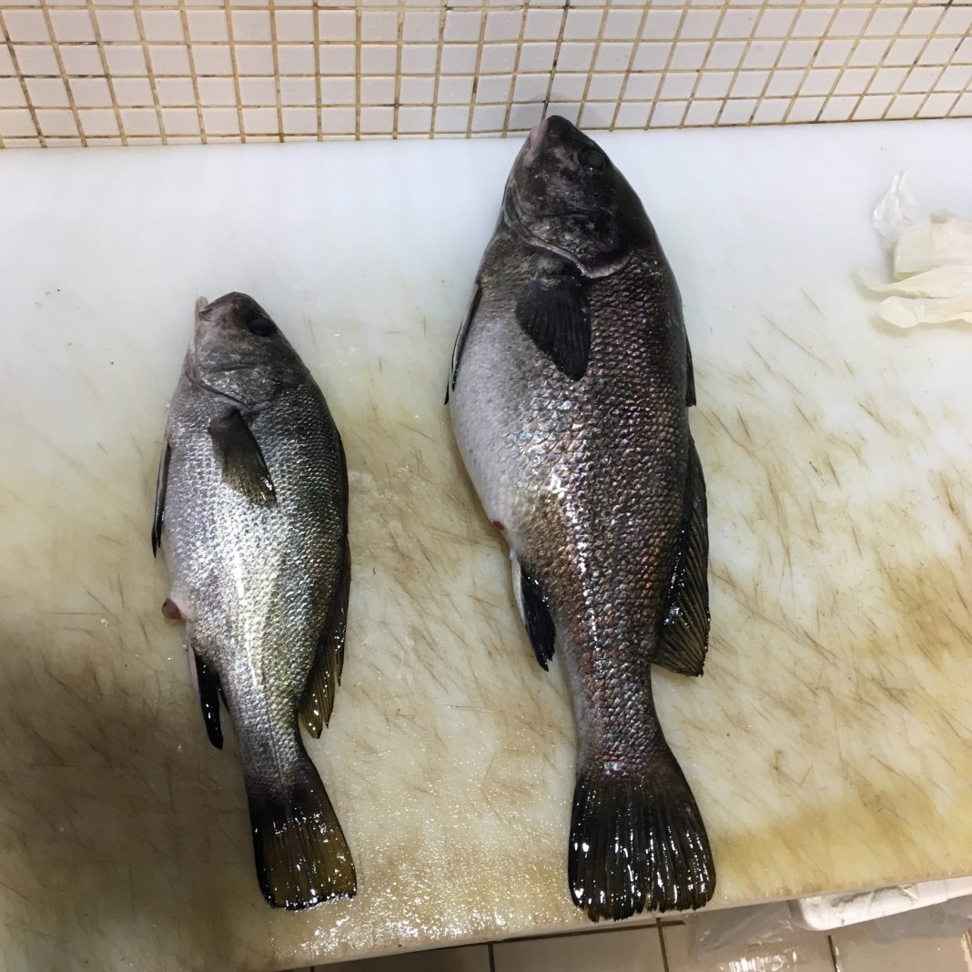 Scorpion Fish Benefits and Features