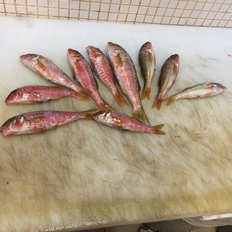 Barbunya  Balığı Faydası Ve Özelliği