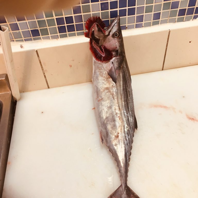 TORİK BALIĞI FAYDALARI VE ÖZELLİĞİ