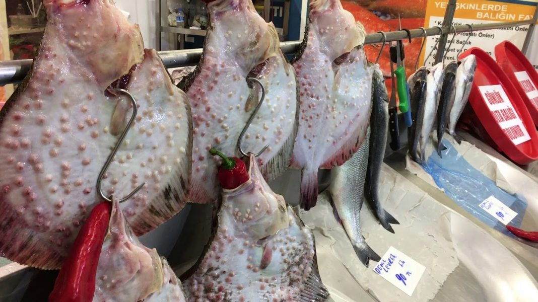 KALKAN BALIĞI FAYDALARI VE ÖZELLİĞİ