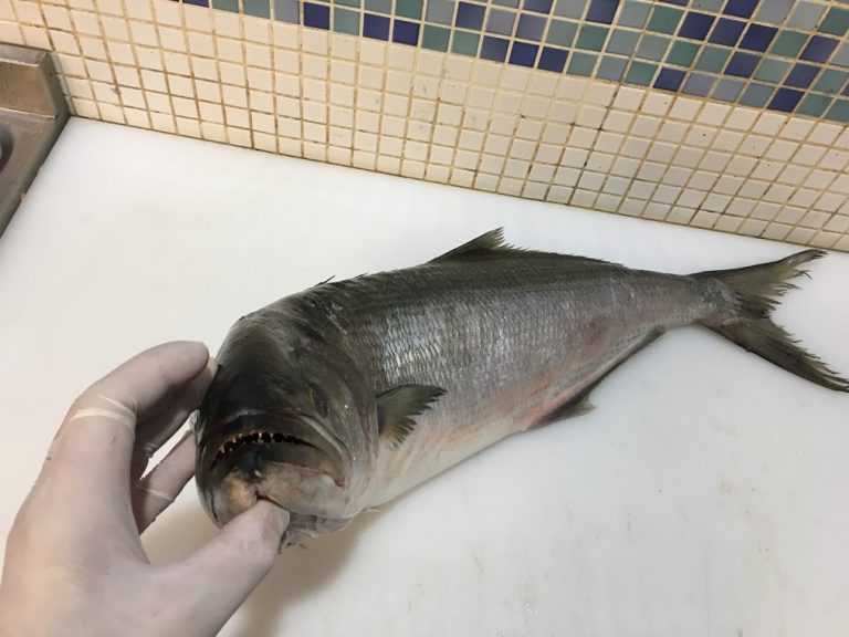 Kofana Balığı Faydaları Ve Özelliği