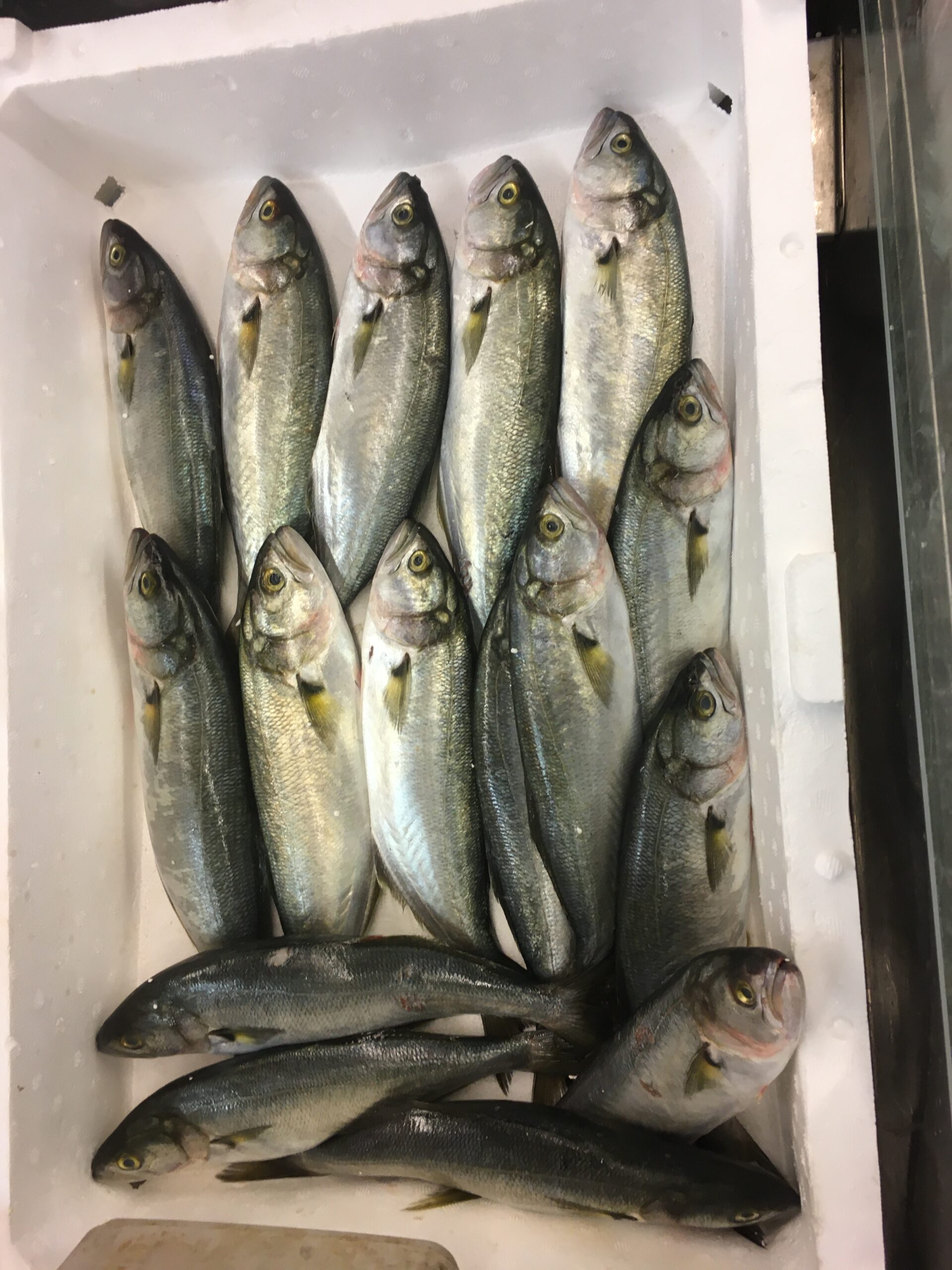 Lüfer Balığı Faydası Ve Özelliği