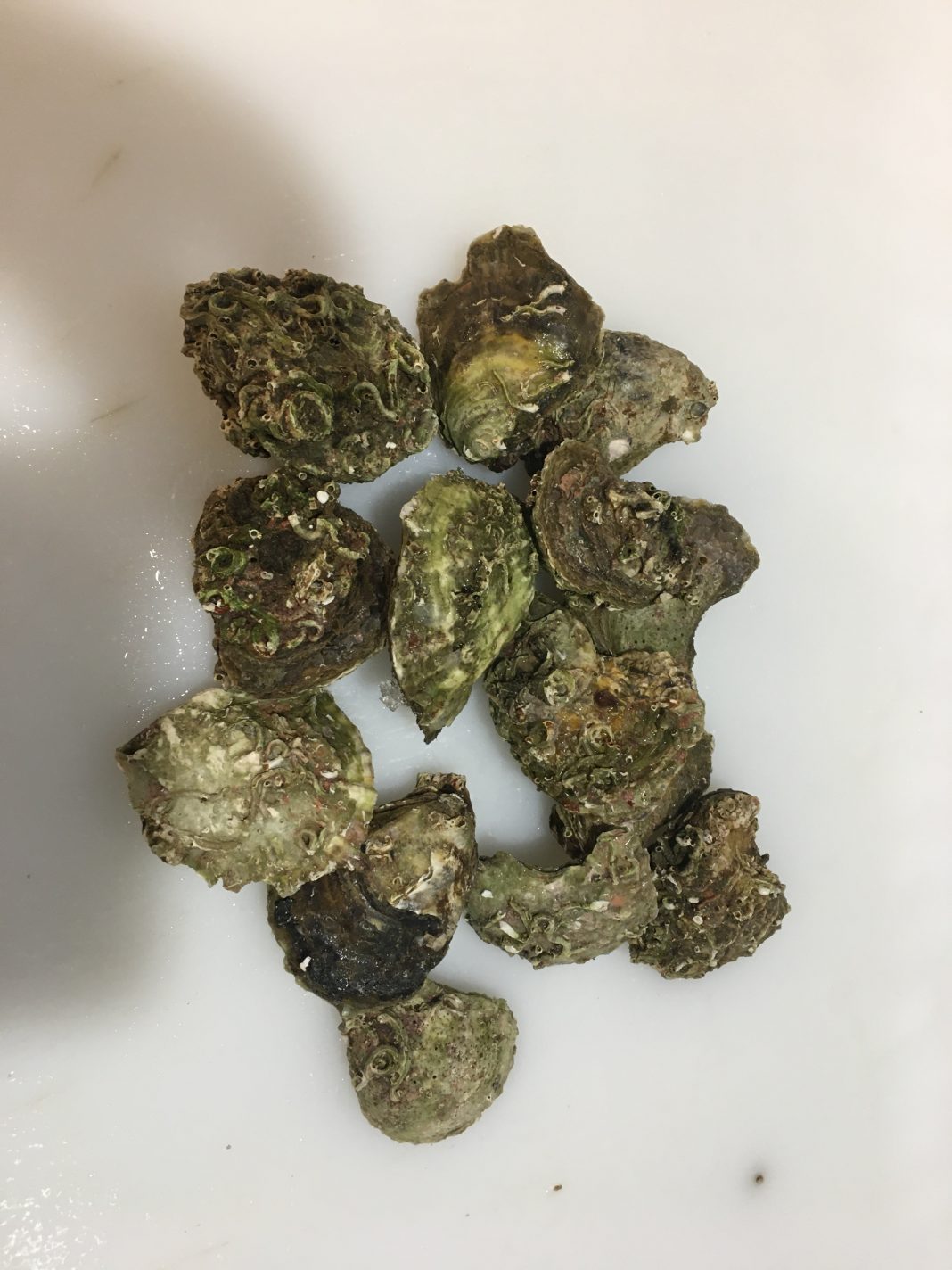 İSTİRİDYE FAYDASI VE ÖZELLİĞİ