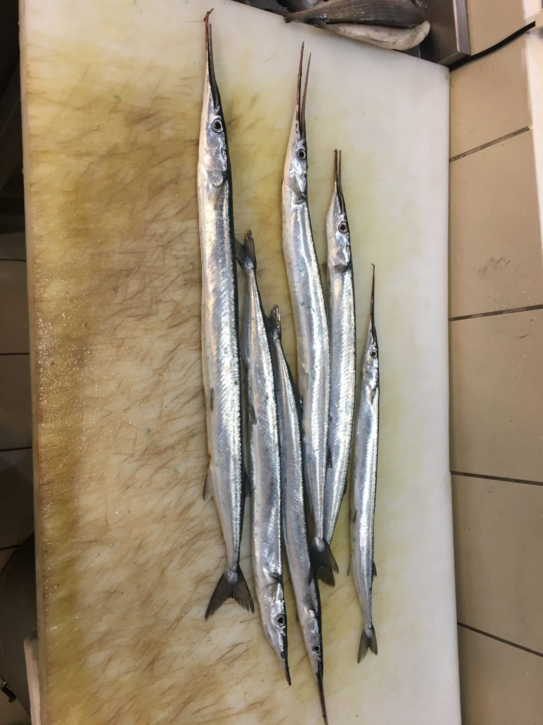 Zargana Balığı Faydaları Ve Özelliği