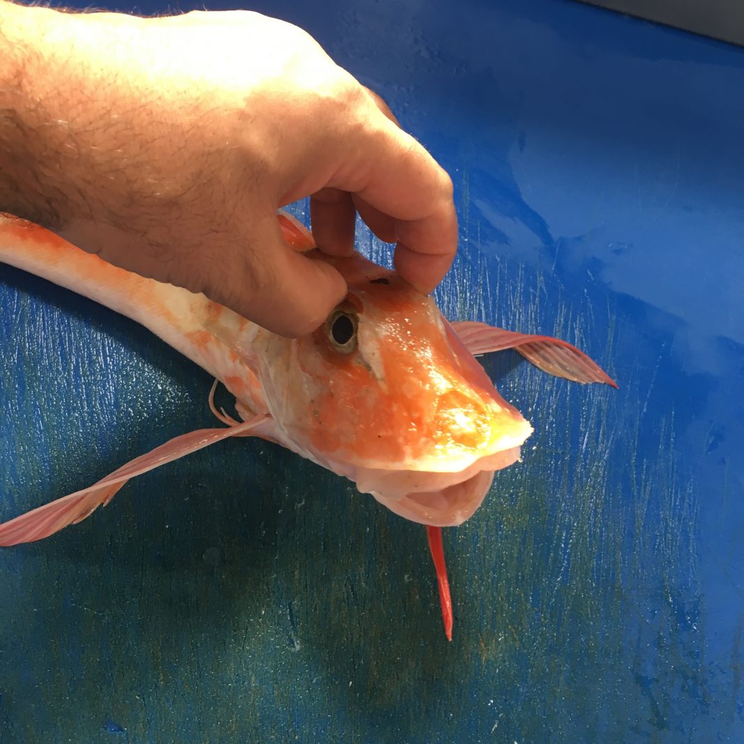 Orphan fish benefits