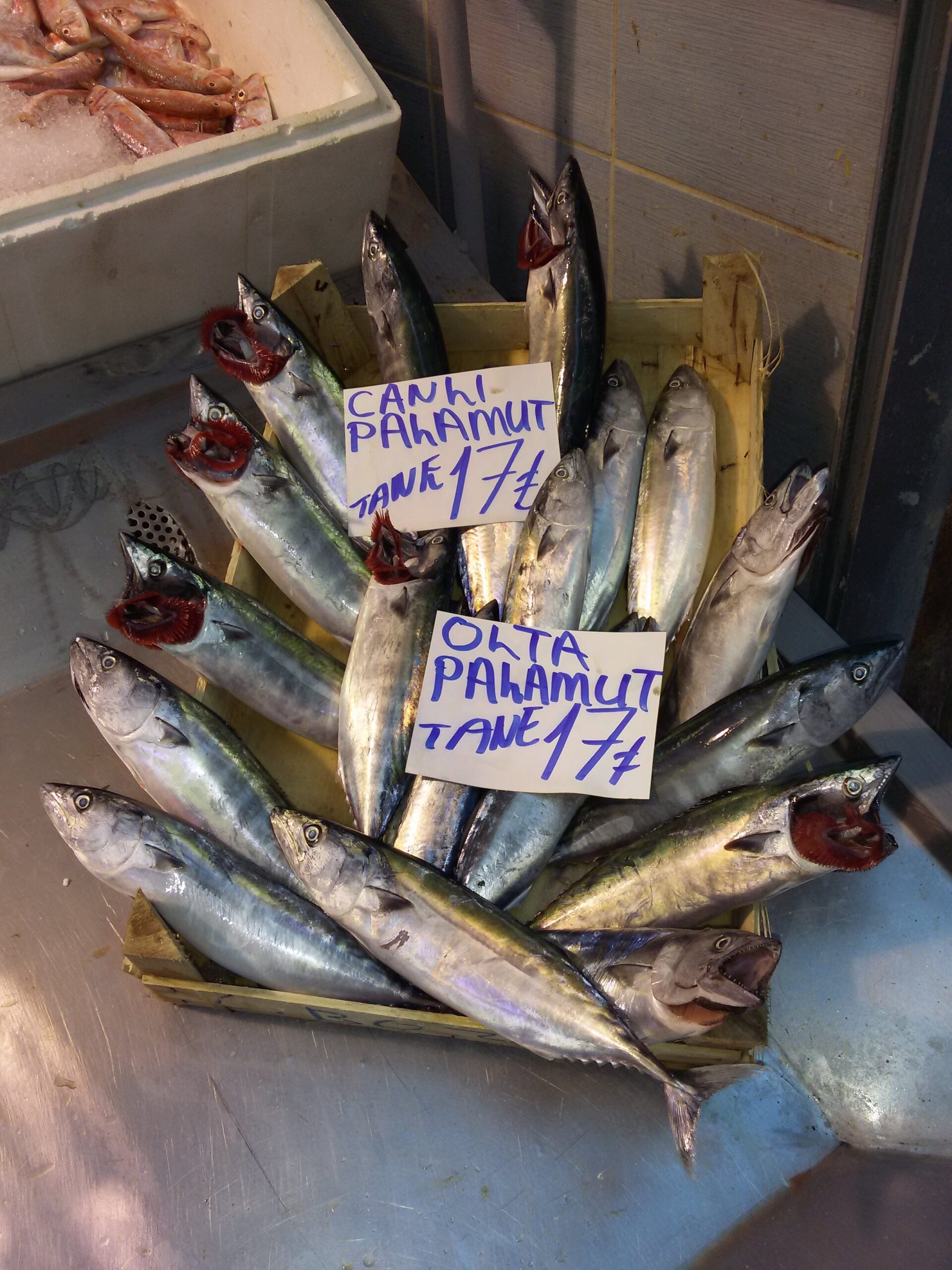 Bonito Fish Benefits