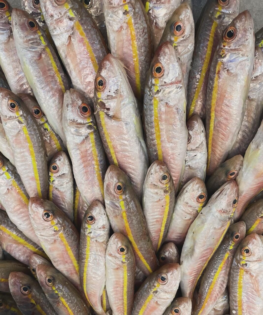 Paşa Barbun Balığı Faydaları Ve Özelliği
