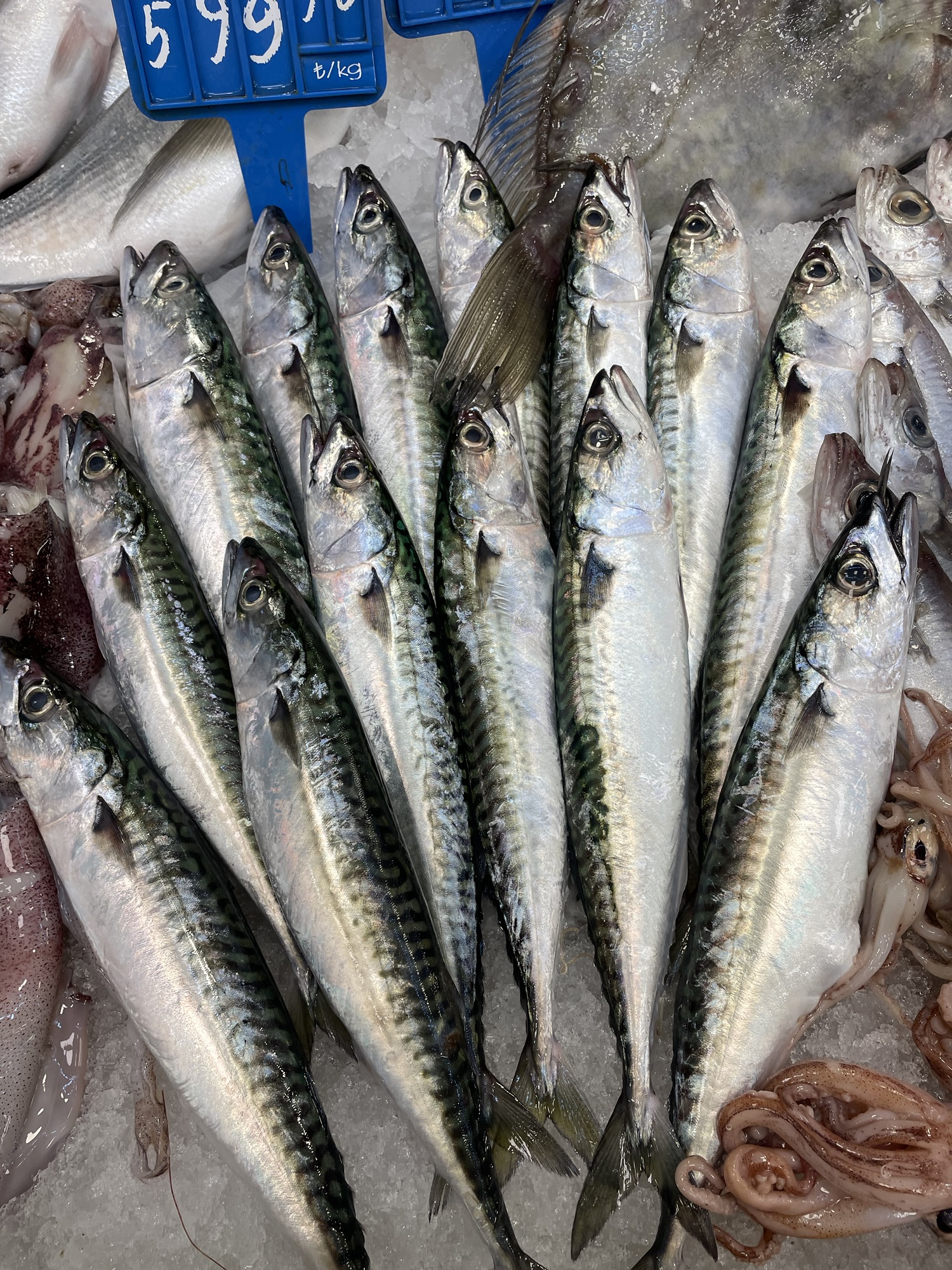 Uskumru Balığı Faydaları