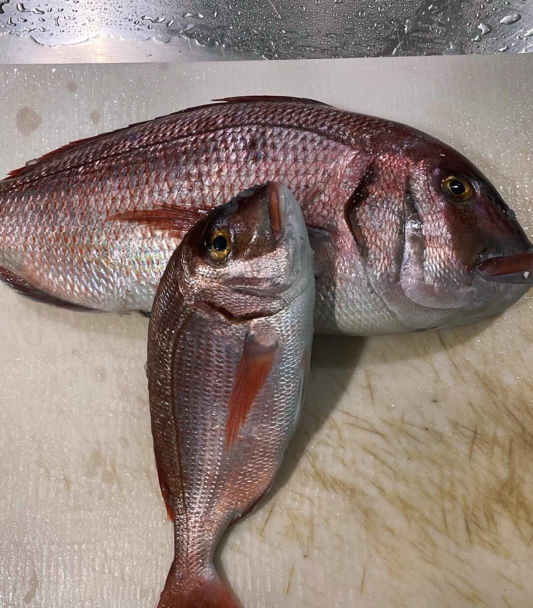 Mercan Balığı Faydaları Ve Özelliği