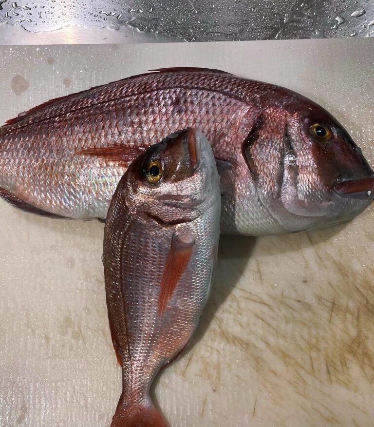 Mercan Balığı Faydaları Ve Özelliği