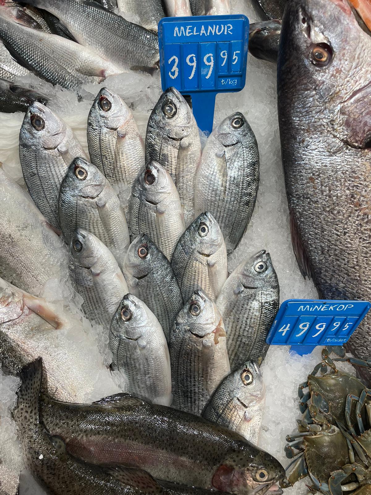 melanur balığı faydaları