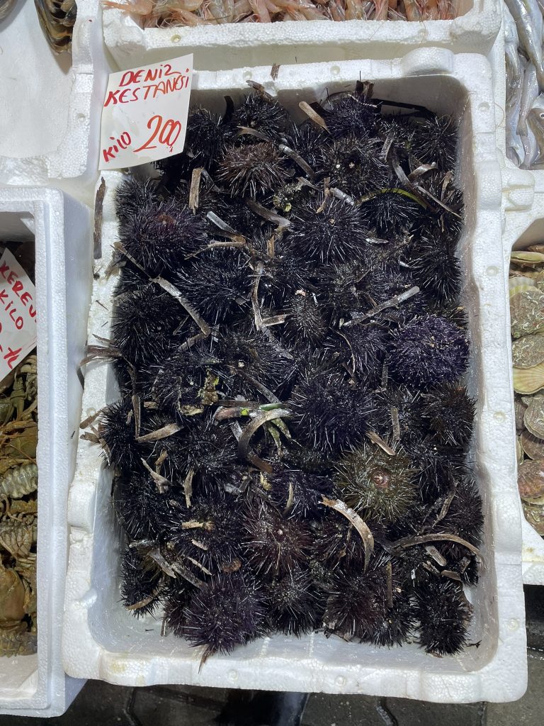 Deniz Kestanesi Faydaları Ve Özelliği