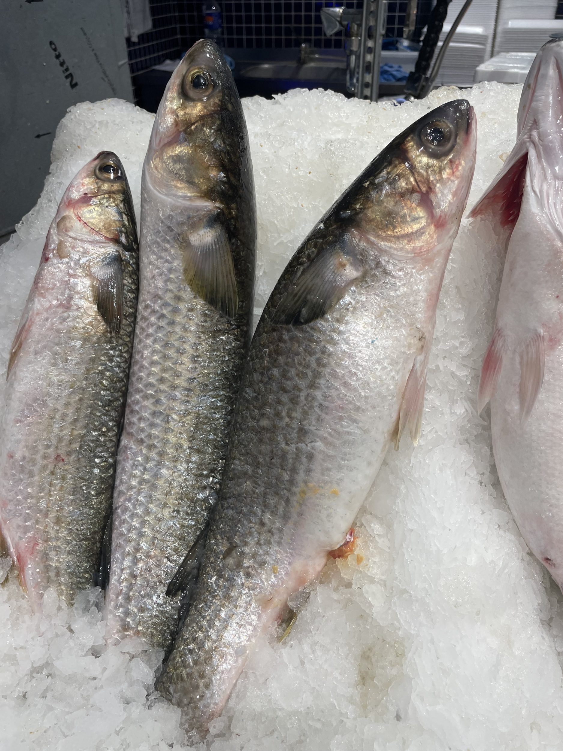 Kefal Balığı Faydaları