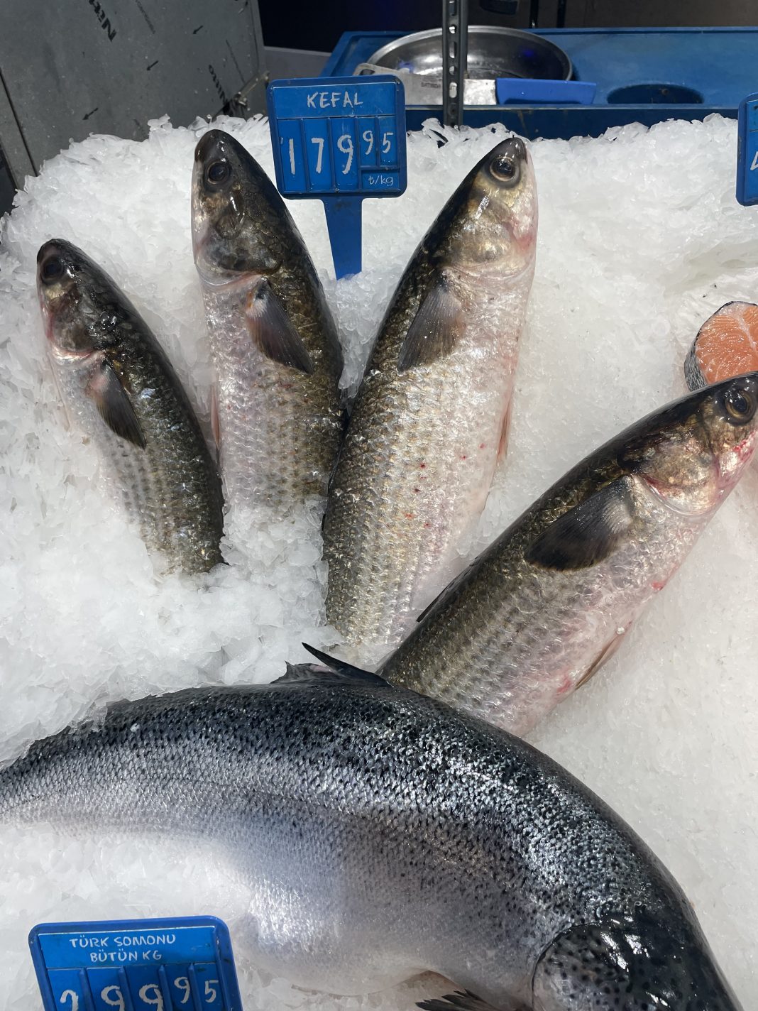 Kefal Balığı Faydaları