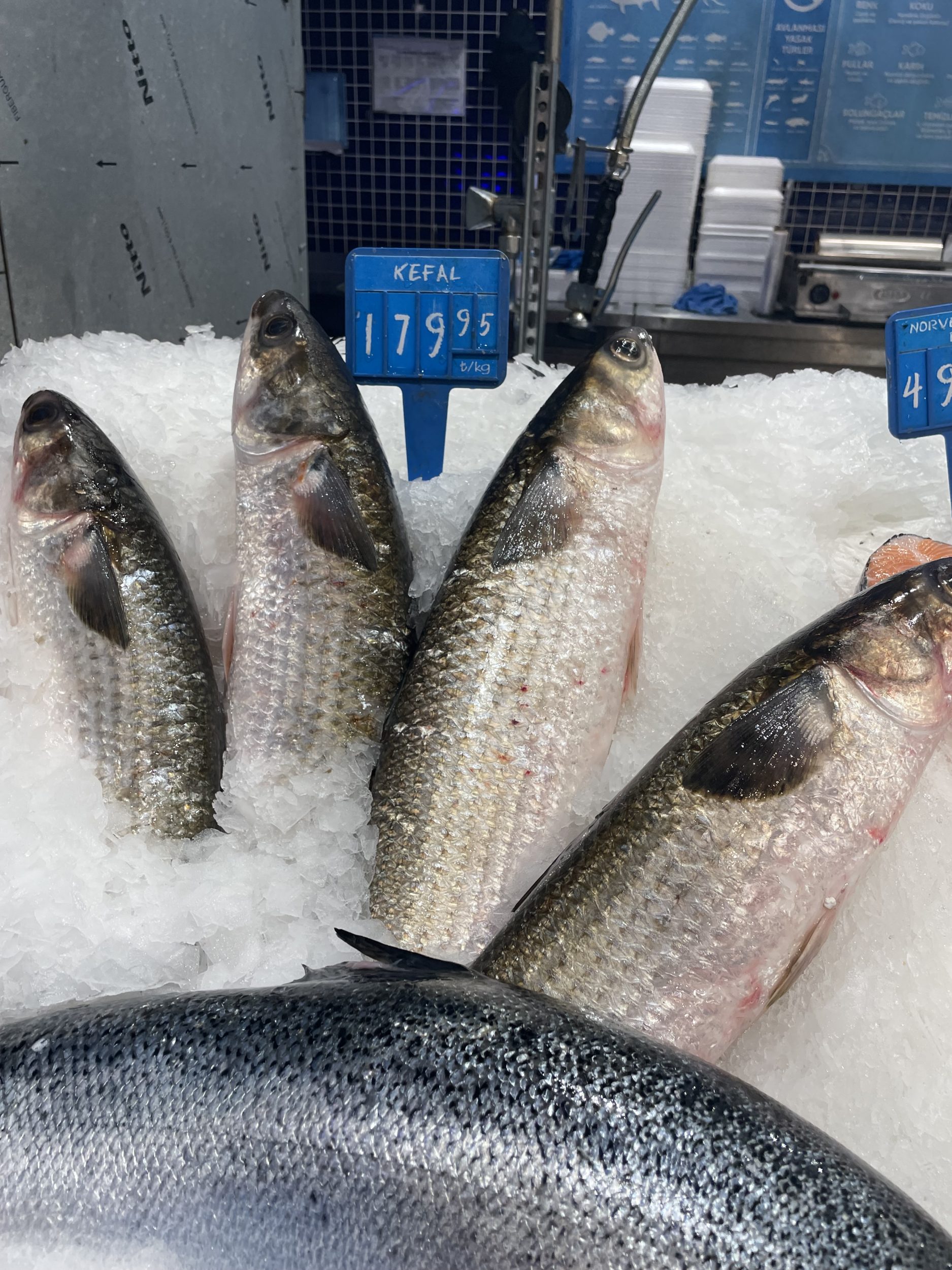 Kefal Balığı Faydaları