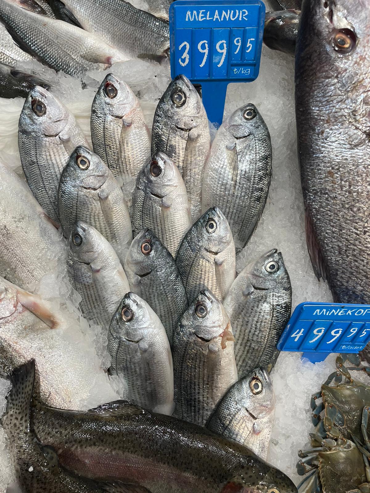 melanur balığı faydaları