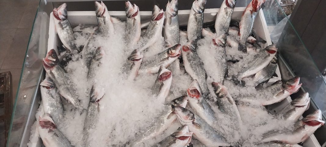 Levrek Balığı Faydaları Ve Özelliği