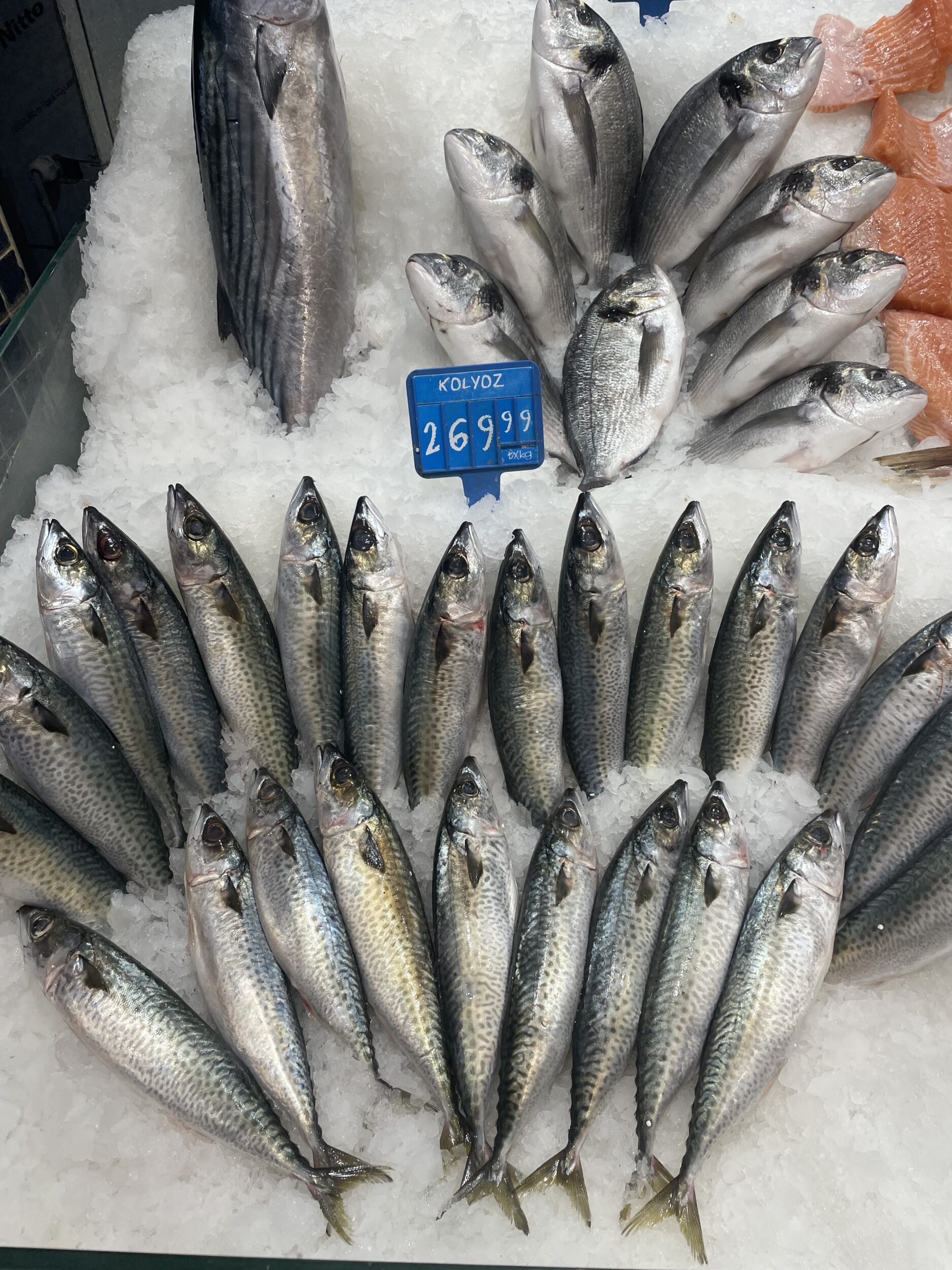 Kolyoz Balığı Faydaları