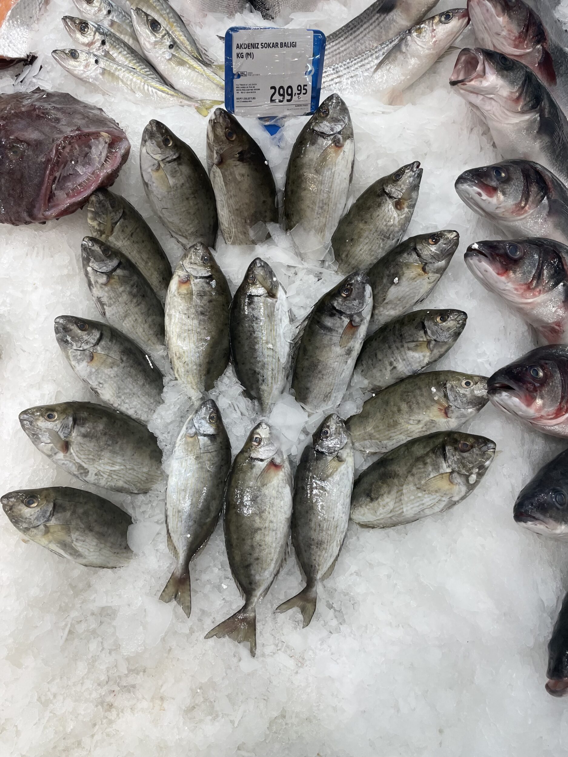 Akdeniz sokar balığı faydaları