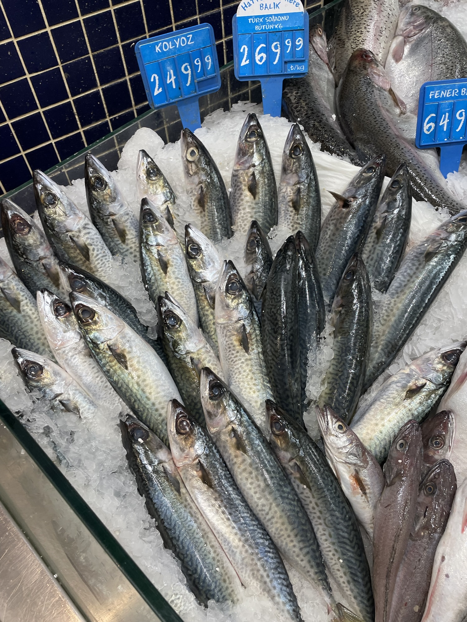 Kolyoz balığı faydaları