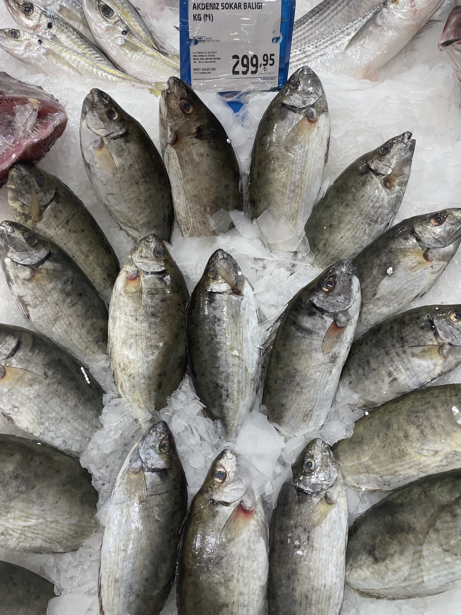 Akdeniz sokar balığı faydaları