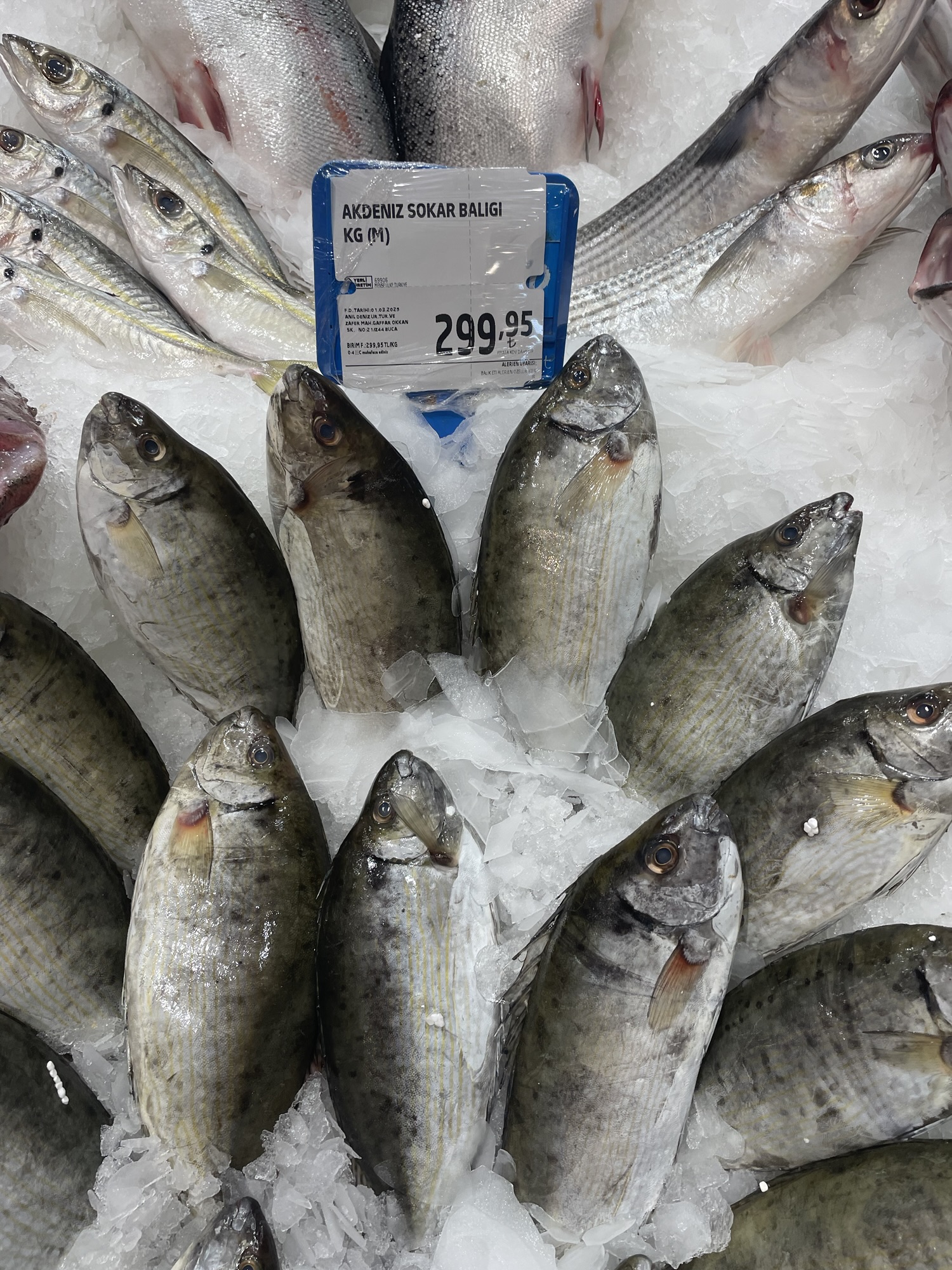 Akdeniz sokar balığı faydaları