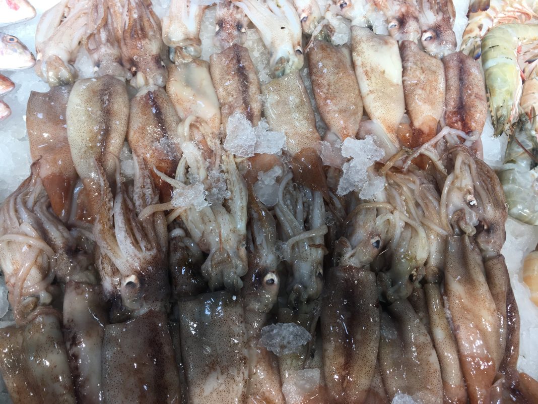 The Benefits and Features of Nightingale Squid