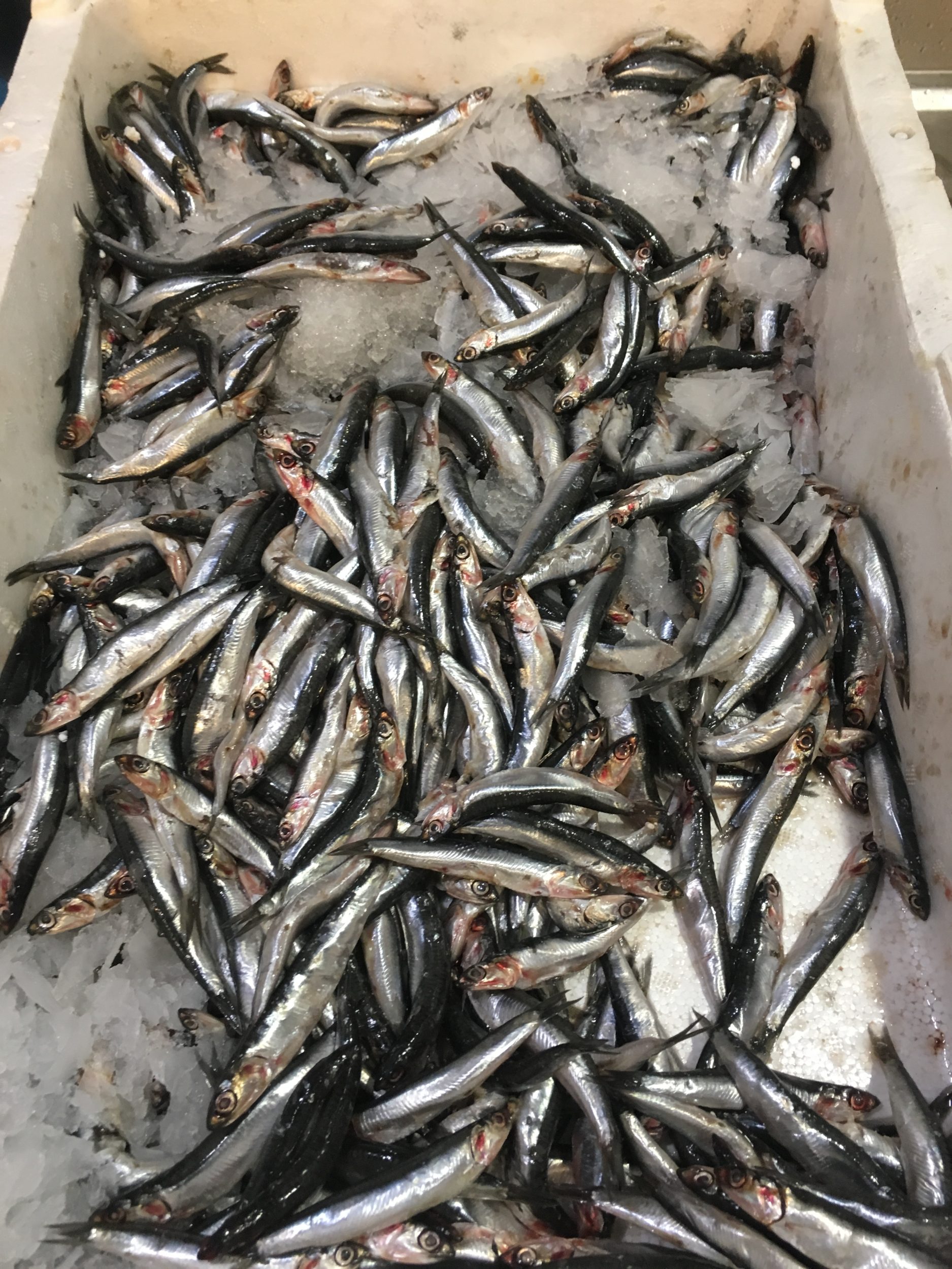 Hamsi Balığı Faydaları 