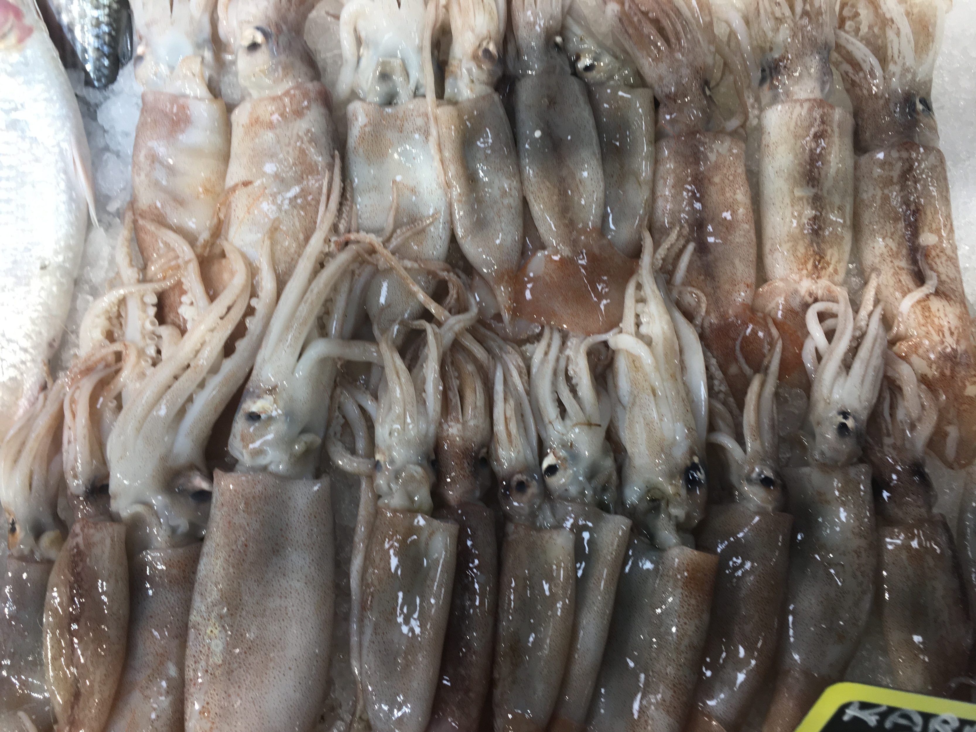 The Benefits of Nightingale Squid