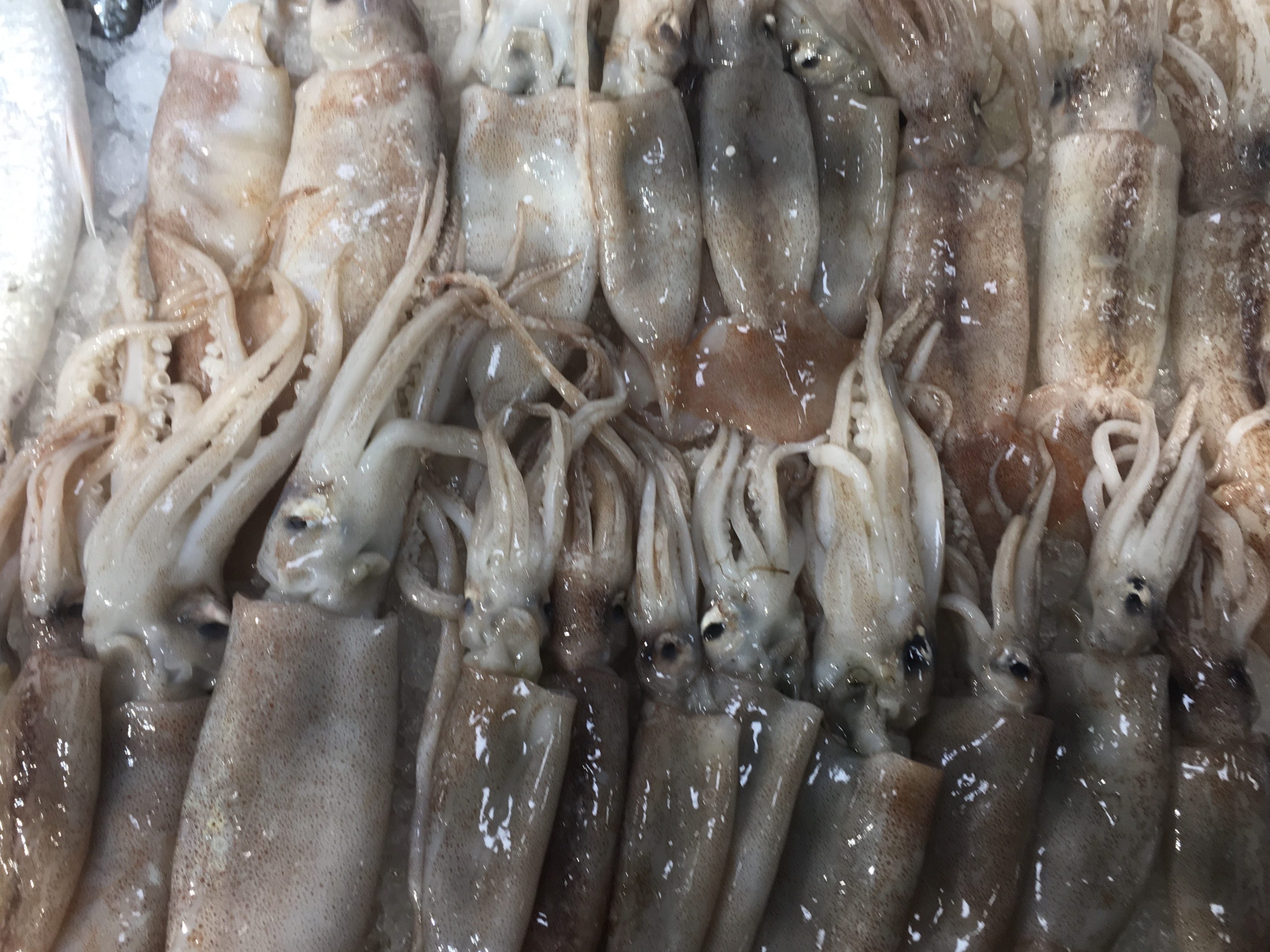 The Benefits of Nightingale Squid