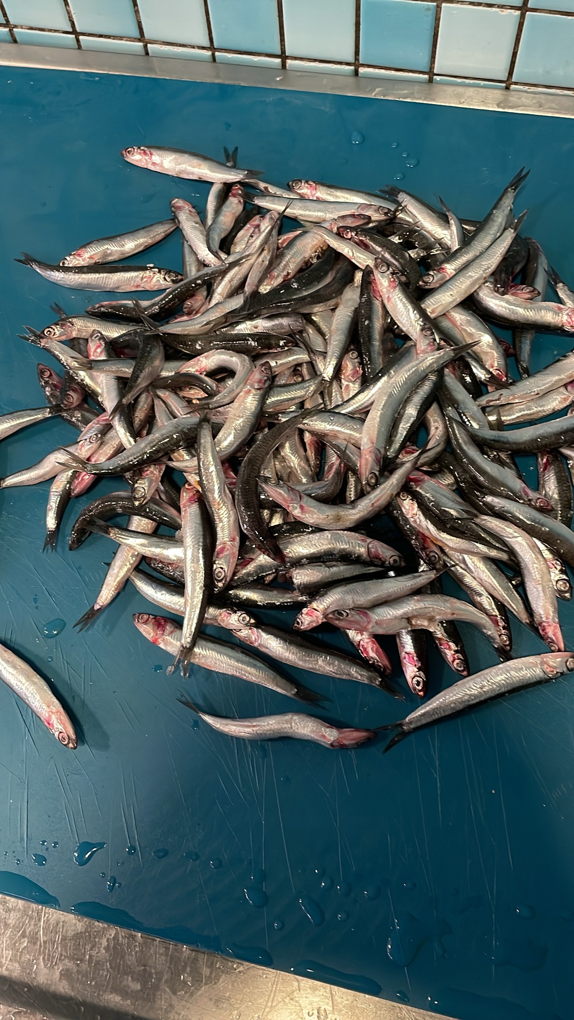 Anchovy Fish Benefits