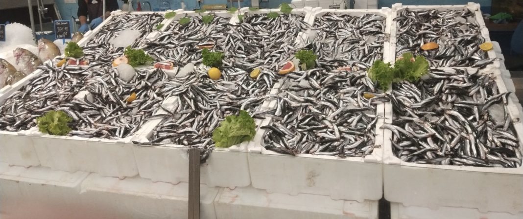 Benefits and Properties of Anchovy Fish Benefits and Properties of Anchovy Fish