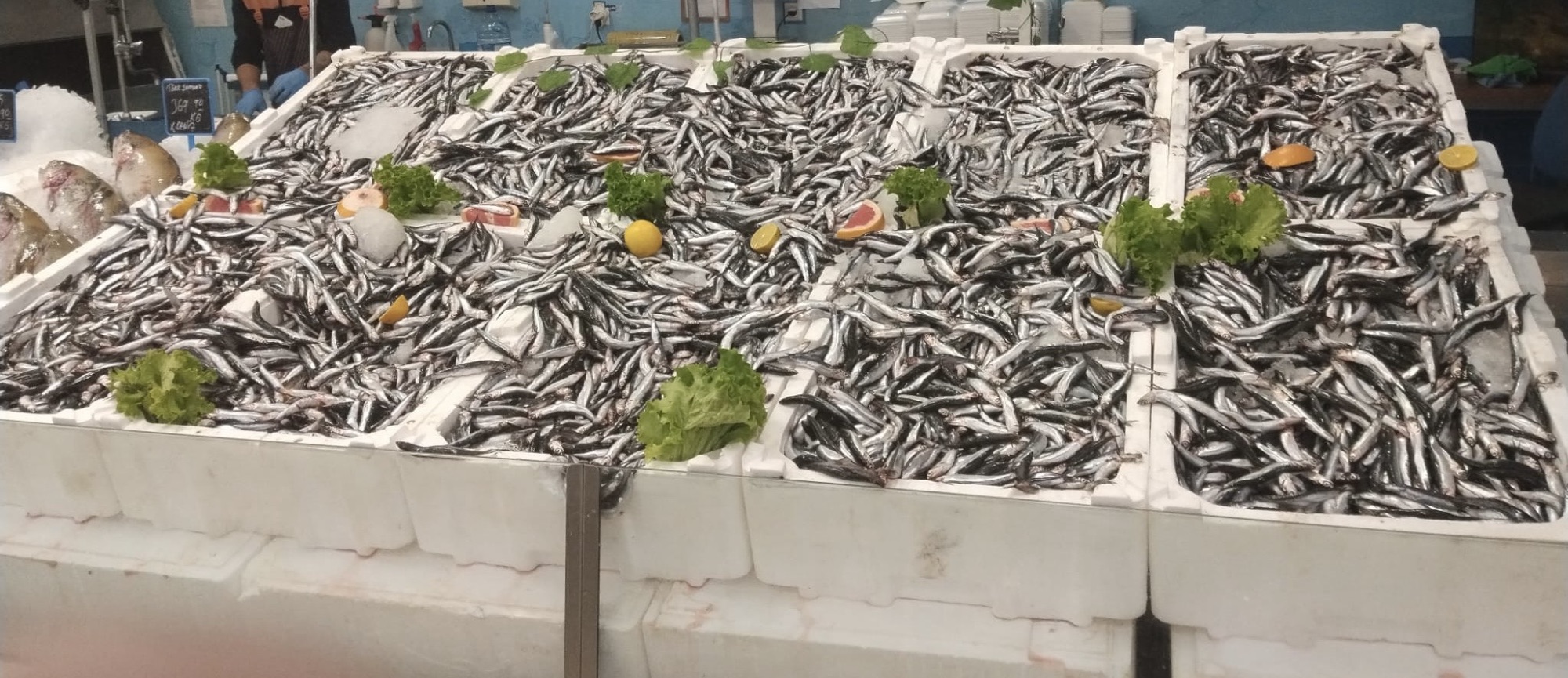 Anchovy Fish Benefits