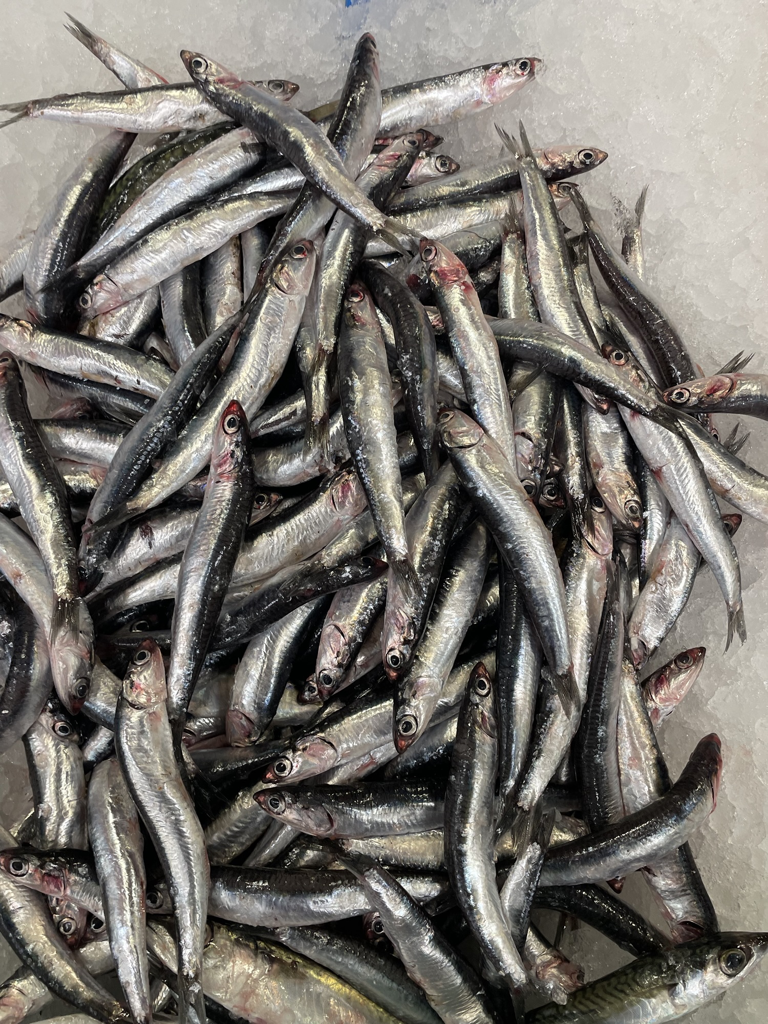 Anchovy Fish Benefits